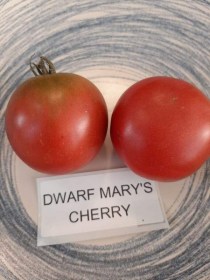 Dwarf Mary’s Cherry paradicsom - Paradicsom különlegességek az Egzotikus Növények Stúdiója kínálatából
